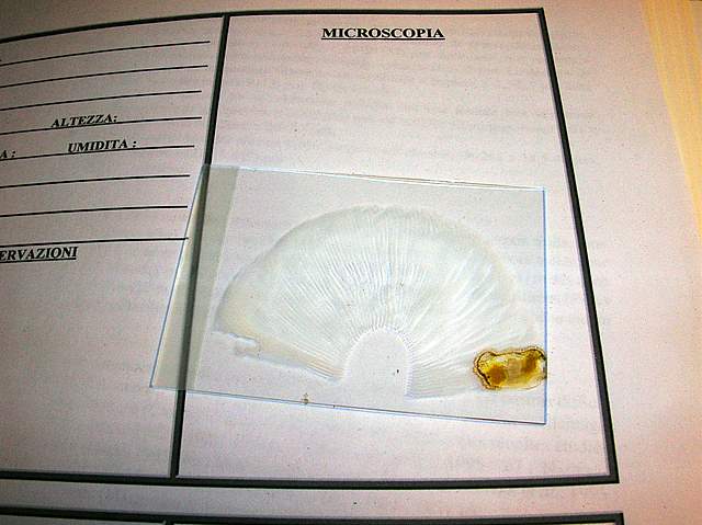 Amanita spec. Cod.: 8509-08